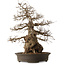 Carpinus coreana, 76 cm, ± 35 years old, with a nebari of 41 cm