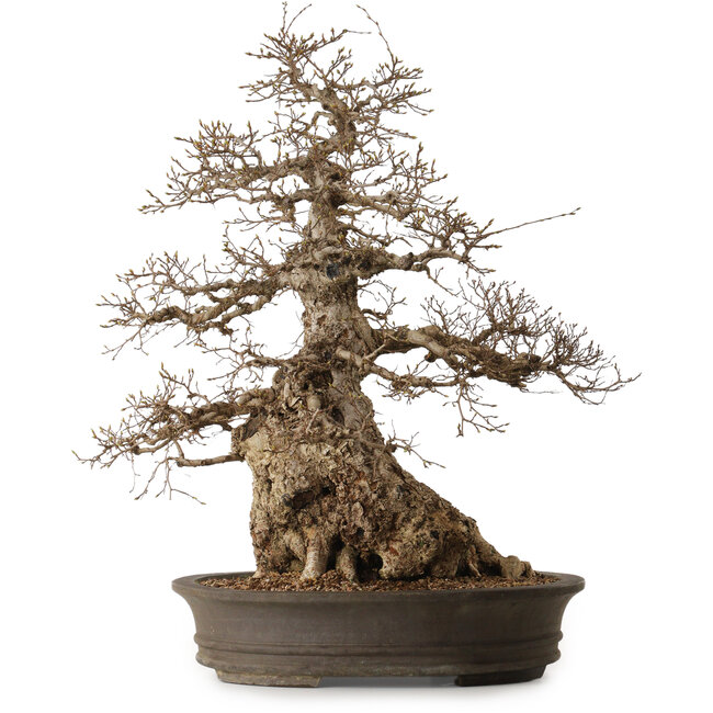 Carpinus coreana, 76 cm, ± 35 anni, con nebari di 41 cm