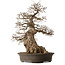 Carpinus coreana, 76 cm, ± 35 years old, with a nebari of 41 cm