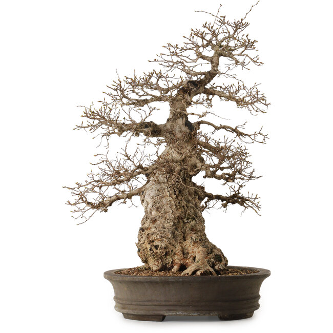 Carpinus coreana, 76 cm, ± 35 years old, with a nebari of 41 cm