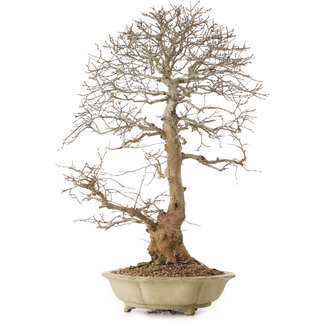 Carpinus coreana, 67 cm, ± 20 ans