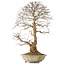 Carpinus coreana, 67 cm, ± 20 years old, with a nebari of 21 cm