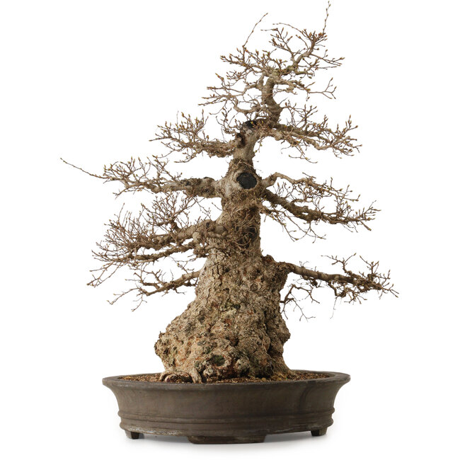 Carpinus coreana, 76 cm, ± 35 Jahre alt, mit einem Nebari von 41 cm