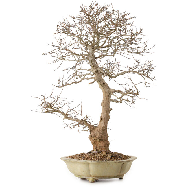 Carpinus coreana, 67 cm, ± 20 jaar oud, met een nebari van 21 cm