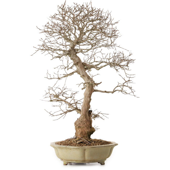 Carpinus coreana, 67 cm, ± 20 años, con un nebari de 21 cm