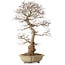 Carpinus coreana, 67 cm, ± 20 anni, con nebari di 21 cm