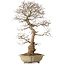 Carpinus coreana, 67 cm, ± 20 jaar oud, met een nebari van 21 cm