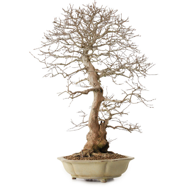 Carpinus coreana, 67 cm, ± 20 anni, con nebari di 21 cm