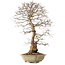 Carpinus coreana, 67 cm, ± 20 years old, with a nebari of 21 cm