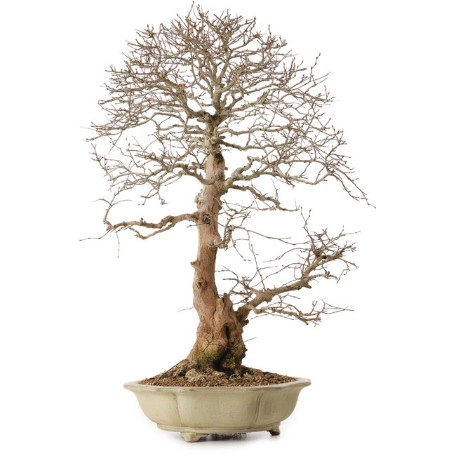 Carpinus coreana, 67 cm, ± 20 years old, with a nebari of 21 cm