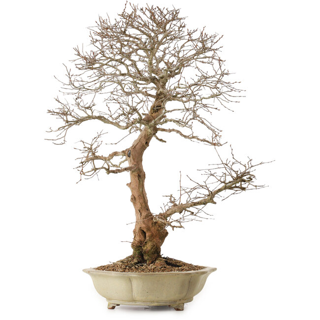 Carpinus coreana, 67 cm, ± 20 Jahre alt, mit einem Nebari von 21 cm