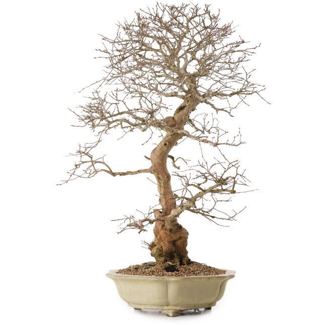 Carpinus coreana, 67 cm, ± 20 jaar oud, met een nebari van 21 cm