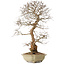 Carpinus coreana, 67 cm, ± 20 anni, con nebari di 21 cm