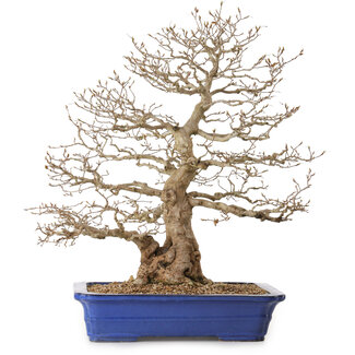 Carpinus coreana, 56 cm, ± 35 anni