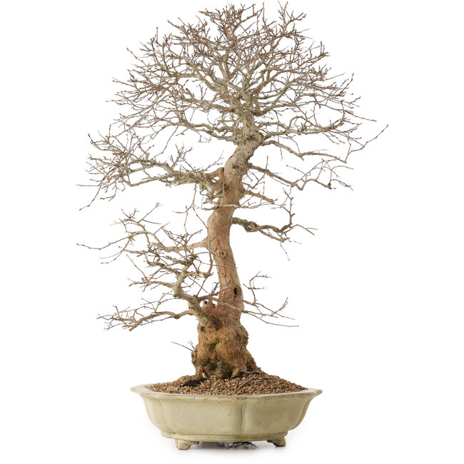 Carpinus coreana, 67 cm, ± 20 Jahre alt, mit einem Nebari von 21 cm
