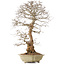 Carpinus coreana, 67 cm, ± 20 anni, con nebari di 21 cm