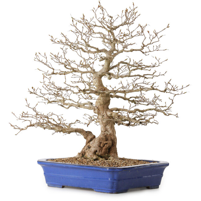 Carpinus coreana, 56 cm, ± 35 ans, avec un nebari de 22 cm