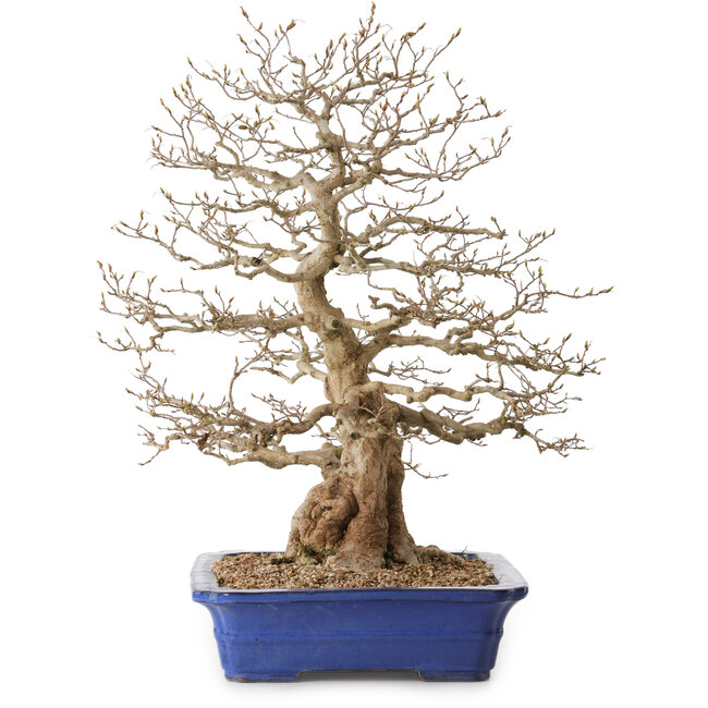 Carpinus coreana, 56 cm, ± 35 anni, con nebari di 22 cm
