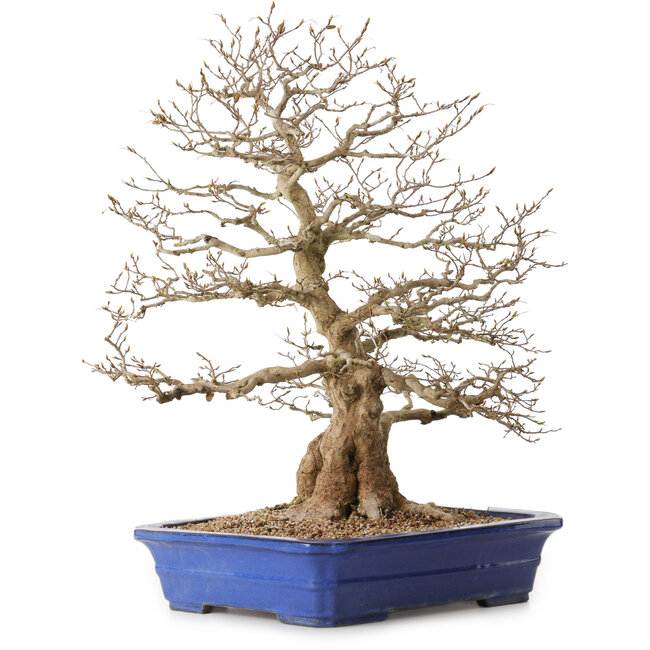 Carpinus coreana, 56 cm, ± 35 años, con un nebari de 22 cm