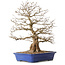 Carpinus coreana, 56 cm, ± 35 Jahre alt, mit einem Nebari von 22 cm