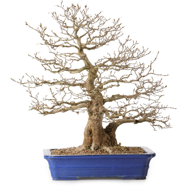 Carpinus coreana, 56 cm, ± 35 años, con un nebari de 22 cm