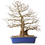 Carpinus coreana, 56 cm, ± 35 ans, avec un nebari de 22 cm