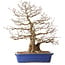 Carpinus coreana, 56 cm, ± 35 Jahre alt, mit einem Nebari von 22 cm
