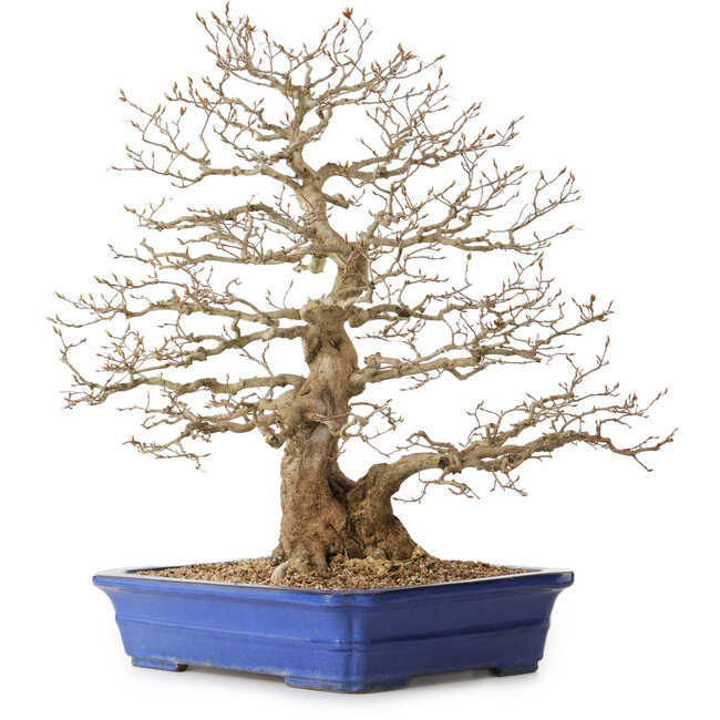 Carpinus coreana, 56 cm, ± 35 ans, avec un nebari de 22 cm