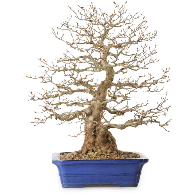 Carpinus coreana, 56 cm, ± 35 jaar oud, met een nebari van 22 cm
