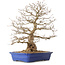 Carpinus coreana, 56 cm, ± 35 Jahre alt, mit einem Nebari von 22 cm