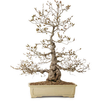 Carpinus coreana, 70 cm, ± 20 jaar oud