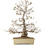Carpinus coreana, 70 cm, ± 20 jaar oud