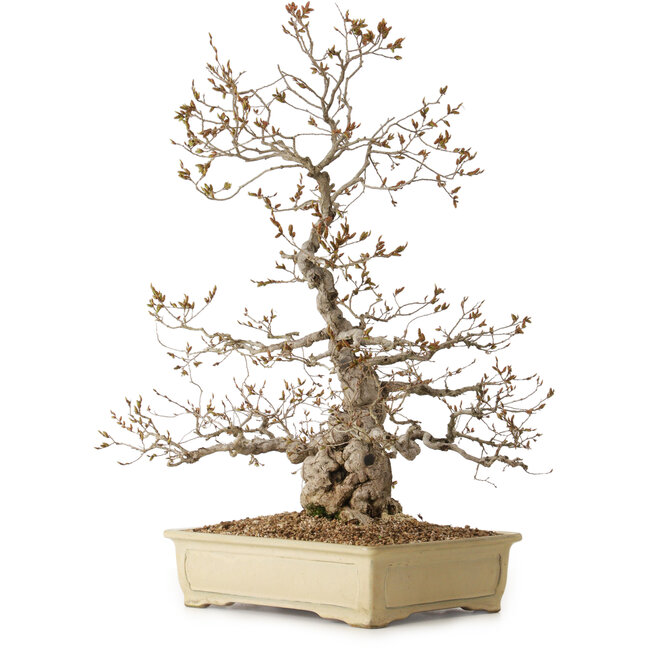 Carpinus coreana, 70 cm, ± 20 Jahre alt