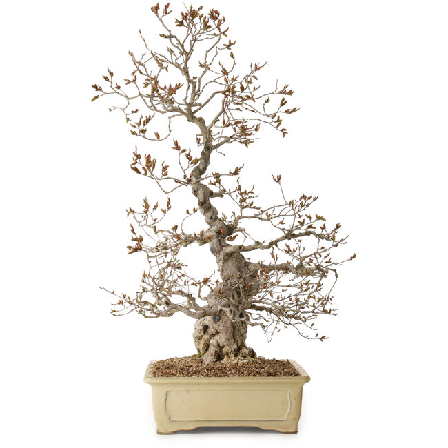 Carpinus coreana, 70 cm, ± 20 Jahre alt