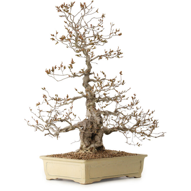 Carpinus coreana, 70 cm, ± 20 years old