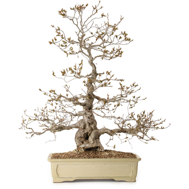 Carpinus coreana, 70 cm, ± 20 years old