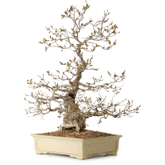 Carpinus coreana, 70 cm, ± 20 años de edad