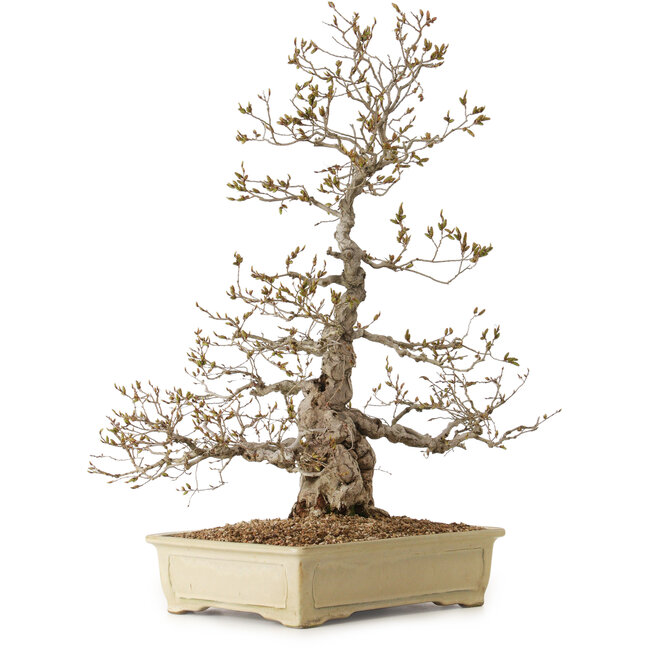 Carpinus coreana, 70 cm, ± 20 ans