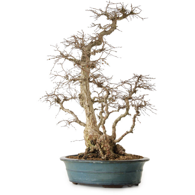 Carpinus coreana, 72 cm, ± 20 Jahre alt, mit einem Nebari von 20 cm