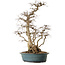 Carpinus coreana, 72 cm, ± 20 anni, con nebari di 20 cm