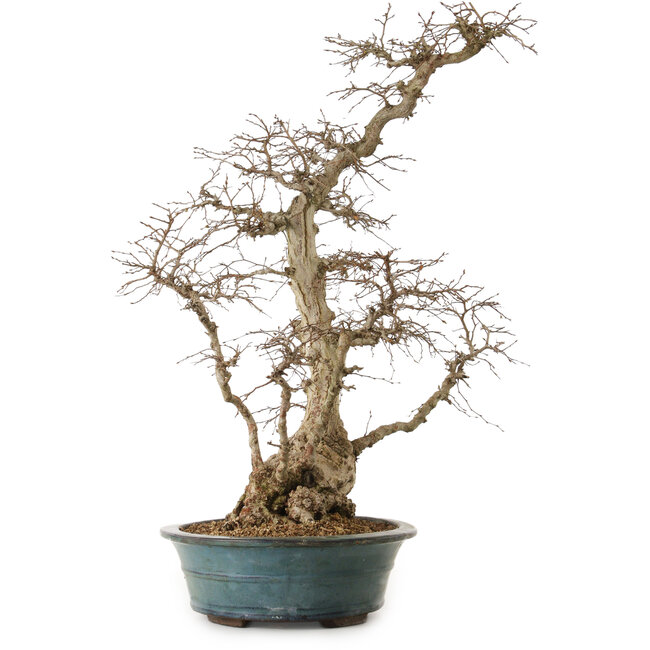 Carpinus coreana, 72 cm, ± 20 Jahre alt, mit einem Nebari von 20 cm