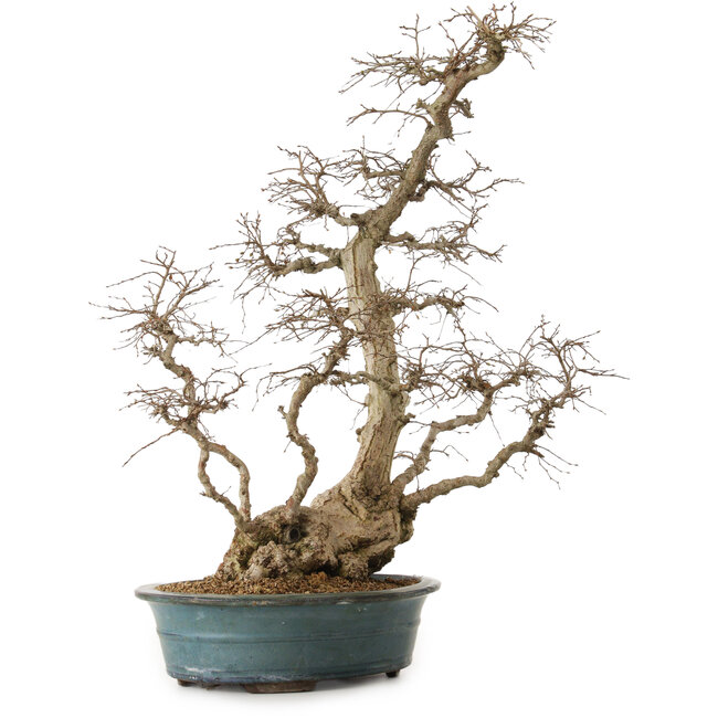 Carpinus coreana, 72 cm, ± 20 jaar oud, met een nebari van 20 cm