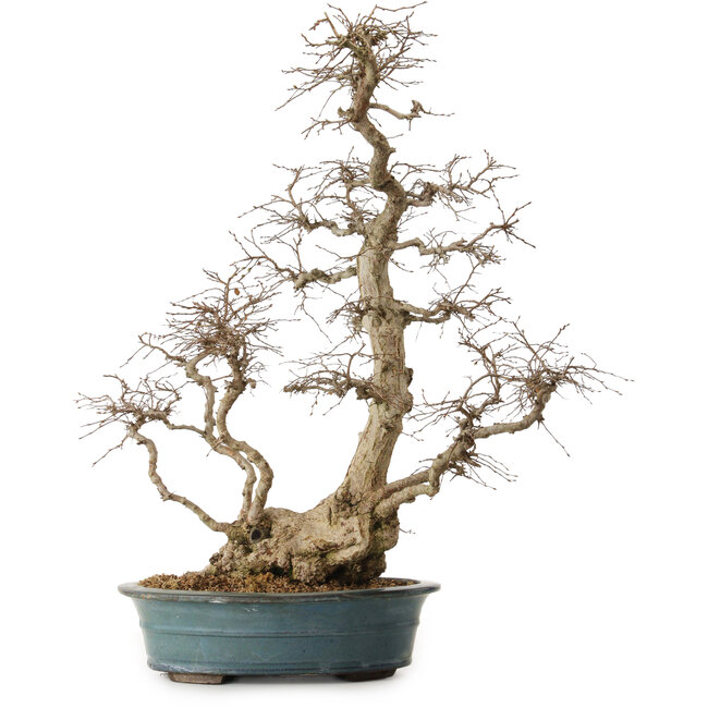 Carpinus coreana, 72 cm, ± 20 anni, con nebari di 20 cm