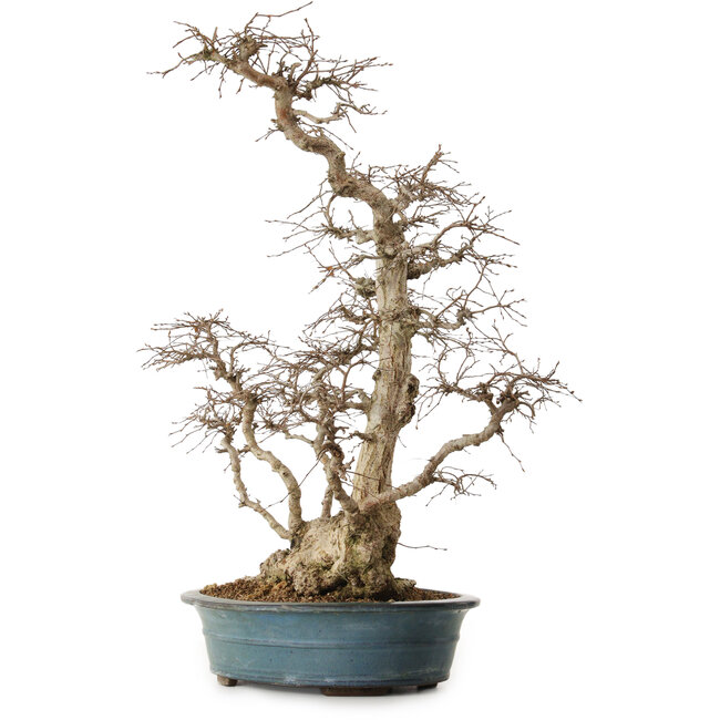 Carpinus coreana, 72 cm, ± 20 anni, con nebari di 20 cm