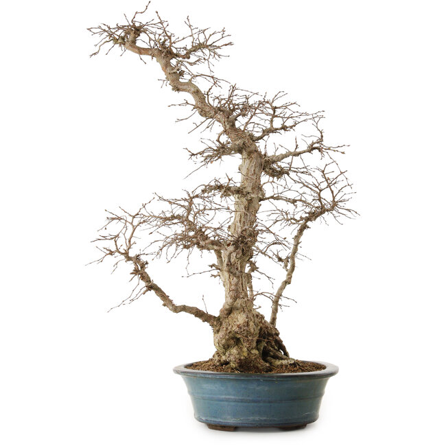 Carpinus coreana, 72 cm, ± 20 years old, with a nebari of 20 cm