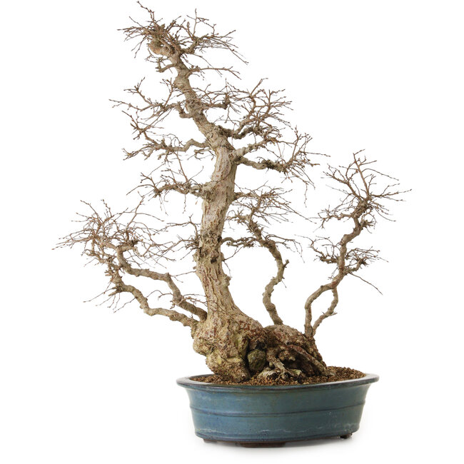 Carpinus coreana, 72 cm, ± 20 jaar oud, met een nebari van 20 cm