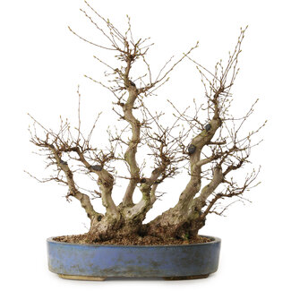 Carpinus coreana, 67 cm, ± 40 Jahre alt
