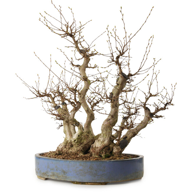Carpinus coreana, 67 cm, ± 40 años, con un nebari de 49 cm