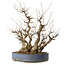 Carpinus coreana, 67 cm, ± 40 years old, with a nebari of 49 cm