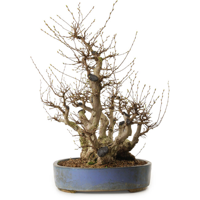 Carpinus coreana, 67 cm, ± 40 anni, con nebari di 49 cm